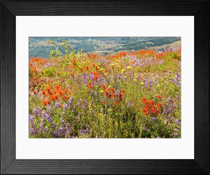 Framed Print : Washington State, Skamania County. Mount St. Helens or Louwala-Clough is an active stratovolcano. Indian paintbrush, aka Prairie-Fire or Castilleja and Lupine wildflowers