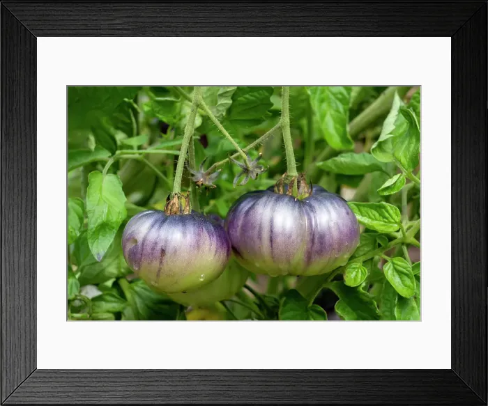 Framed Print : Bellevue, Washington State, USA. Blue Beauty tomatoes on the vine Framed Print : Bellevue, Washington State, USA. Blue Beauty tomatoes on the vine