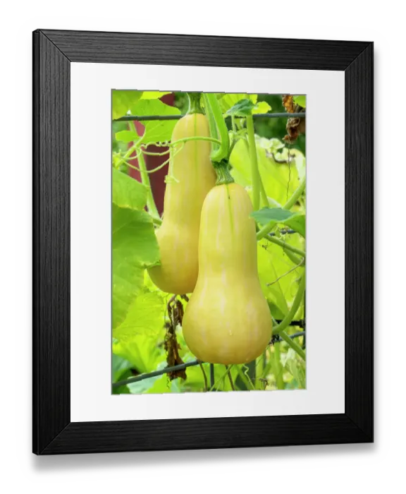 Framed Print : Bellevue, Washington State, USA. Butternut squash on the vine