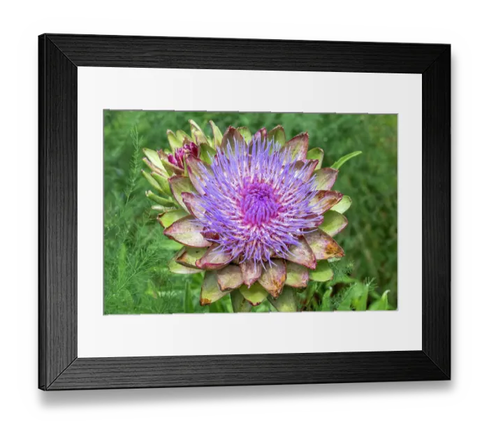 Framed Print : Bellevue, Washington State, USA. Artichoke flower head Framed Print : Bellevue, Washington State, USA. Artichoke flower head
