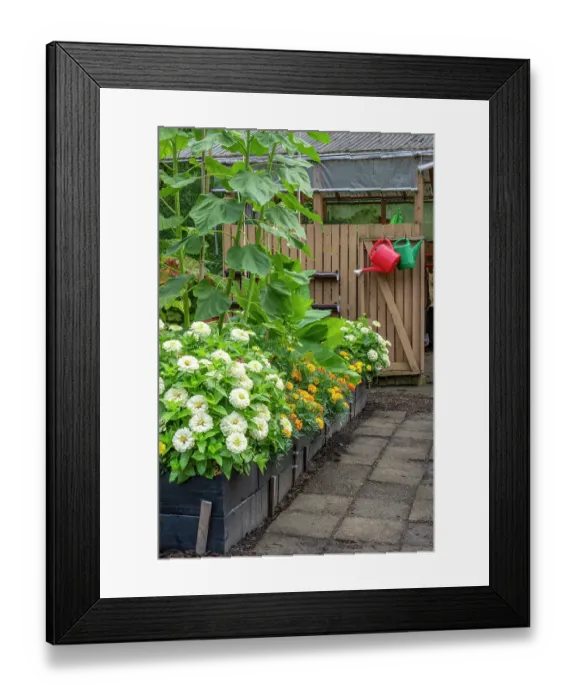 Framed Print : Bellevue, Washington State, USA. Dahlias, marigolds and sunflowers growing in a raised bed