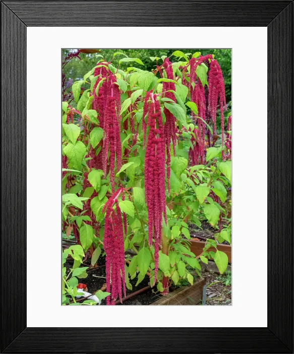 Framed Print : Bellevue, Washington State, USA. Decorative amaranth plant in bloom Framed Print : Bellevue, Washington State, USA. Decorative amaranth plant in bloom