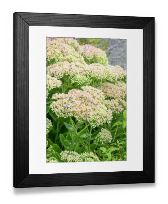 Framed Print : Bellevue, Washington State, USA. Sedum autumn joy in bloom