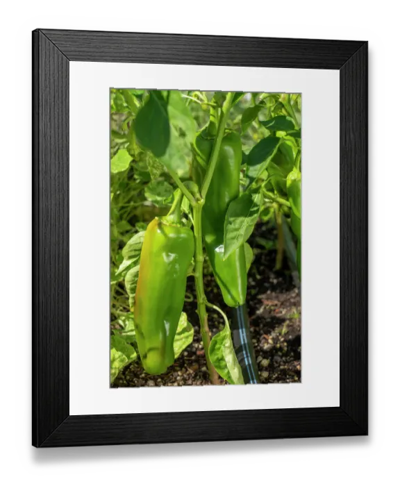 Framed Print : Issaquah, Washington State, USA. Anaheim pepper on the vine Framed Print : Issaquah, Washington State, USA. Anaheim pepper on the vine