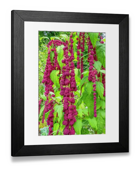 Framed Print : Bellevue, Washington State, USA. Decorative amaranth plant in bloom Framed Print : Bellevue, Washington State, USA. Decorative amaranth plant in bloom