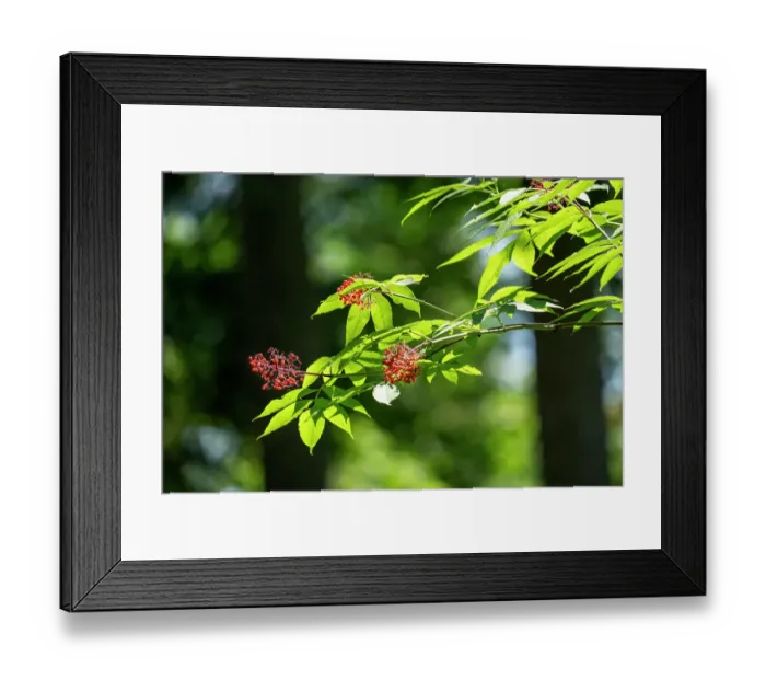 Framed Print : Issaquah, Washington State, USA. Branch of a Red Elderberry tree with half-eaten berries. Birds are very fond of the berries Framed Print : Issaquah, Washington State, USA. Branch of a Red Elderberry tree with half-eaten berries. Birds are very fond of the berries