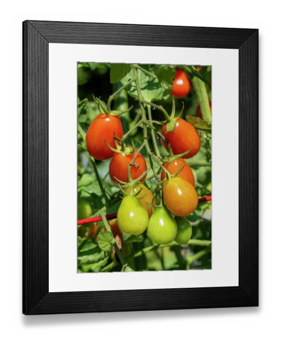 Framed Print : Issaquah, Washington State, USA. Cherry Roma tomatoes on the vine in various stages of ripeness Framed Print : Issaquah, Washington State, USA. Cherry Roma tomatoes on the vine in various stages of ripeness