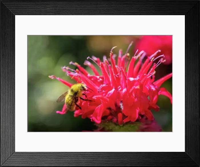 Framed Print : Issaquah, Washington State, USA. Bee Balm flower blossom being pollinated by a bumblebee