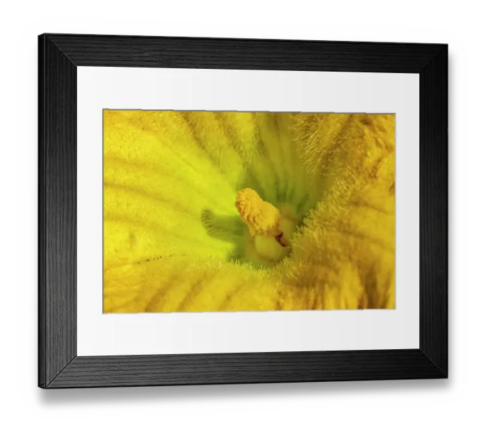 Framed Print : Issaquah, Washington State, USA. Close-up of a butternut squash blossom