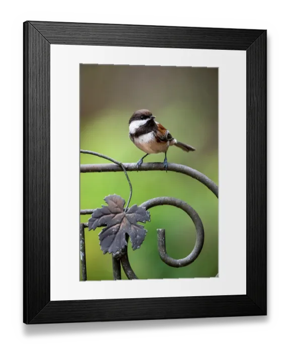 Framed Print : Issaquah, Washington State, USA. Chestnut-backed chickadee perched on a decorative metal trellis