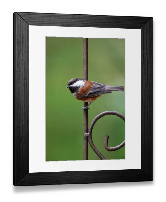 Framed Print : Issaquah, Washington State, USA. Chestnut-backed chickadee perched on a decorative metal trellis Framed Print : Issaquah, Washington State, USA. Chestnut-backed chickadee perched on a decorative metal trellis