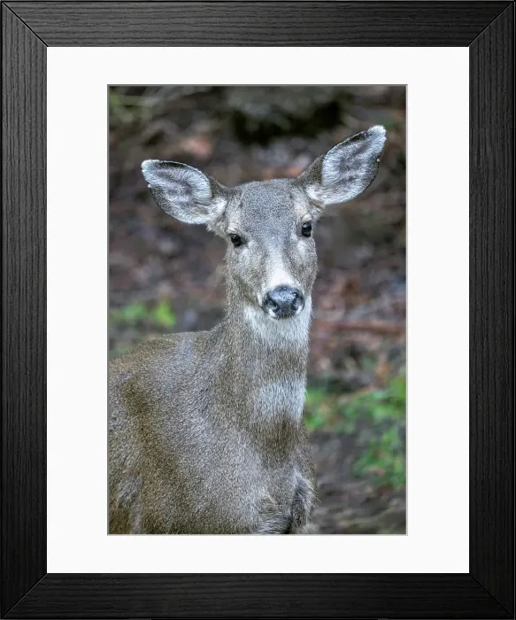 Framed Print : Issaquah, Washington State, USA. Close-up of a black-tailed deer doe standing in a yard next to a forest