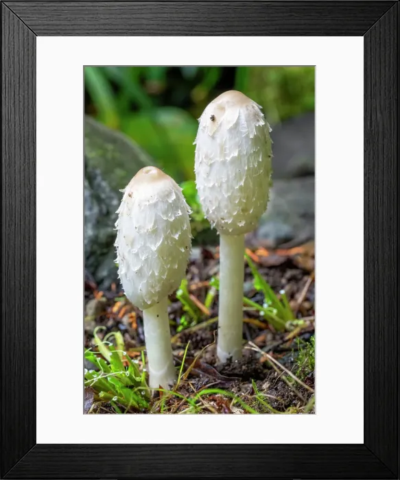 Framed Print : Issaquah, Washington State, USA. Close-up of two shaggy mane edible mushrooms growing on a lawn. Also known as shaggy ink cap or lawyer's wig Framed Print : Issaquah, Washington State, USA. Close-up of two shaggy mane edible mushrooms growing on a lawn. Also known as shaggy ink cap or lawyer's wig