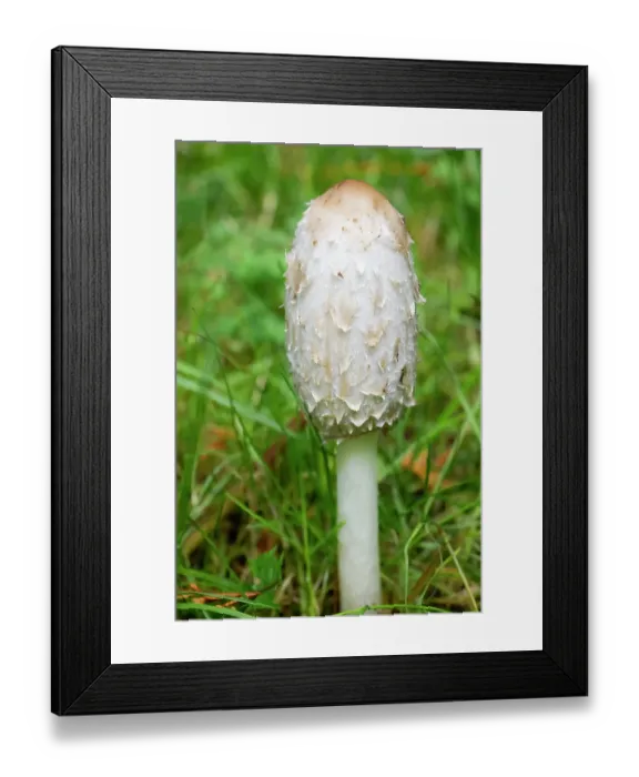 Framed Print : Issaquah, Washington State, USA. Close-up of a shaggy mane edible mushroom growing on a lawn. Also known as shaggy ink cap or lawyer's wig