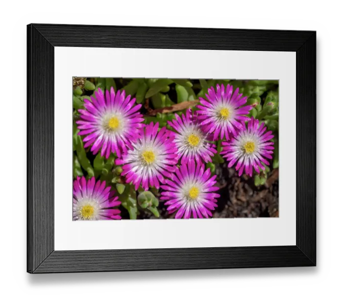 Framed Print : Issaquah, Washington State, USA. Cluster of Jewel of Desert Amethyst ice plant flowers Framed Print : Issaquah, Washington State, USA. Cluster of Jewel of Desert Amethyst ice plant flowers