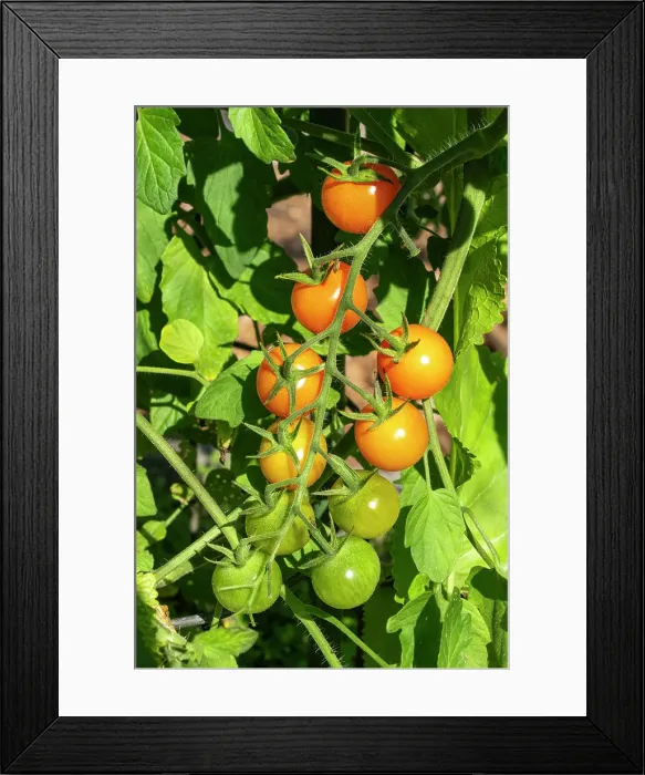 Framed Print : Issaquah, Washington State, USA. Close-up of sungold tomatoes at various stages of ripeness Framed Print : Issaquah, Washington State, USA. Close-up of sungold tomatoes at various stages of ripeness