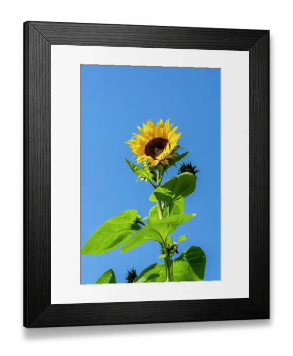 Framed Print : Issaquah, Washington State, USA. Common sunflower against a blue sky Framed Print : Issaquah, Washington State, USA. Common sunflower against a blue sky
