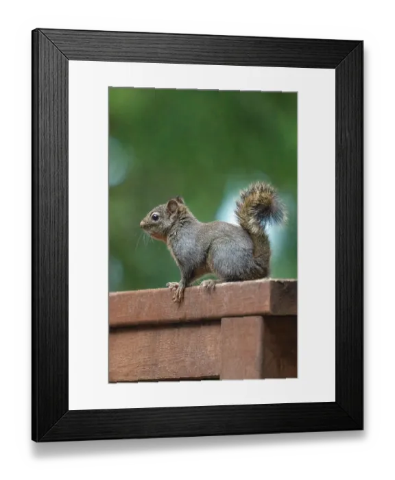 Framed Print : Issaquah, Washington State, USA. Douglas squirrel perched on a cedar wood railing on a deck
