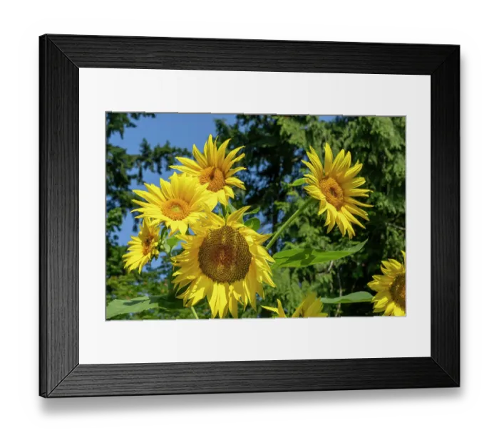Framed Print : Issaquah, Washington State, USA. Dwarf sunflowers