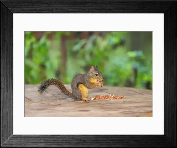 Framed Print : Issaquah, Washington State, USA. Douglas squirrel eating peanuts off of a wooden patio table Framed Print : Issaquah, Washington State, USA. Douglas squirrel eating peanuts off of a wooden patio table