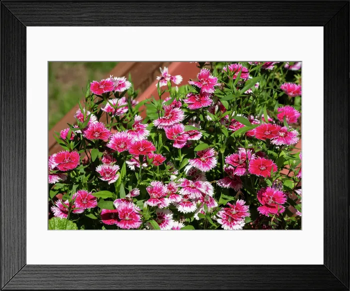 Framed Print : Issaquah, Washington State, USA. Dianthus Floral Lace Picotee flowers in bloom Framed Print : Issaquah, Washington State, USA. Dianthus Floral Lace Picotee flowers in bloom