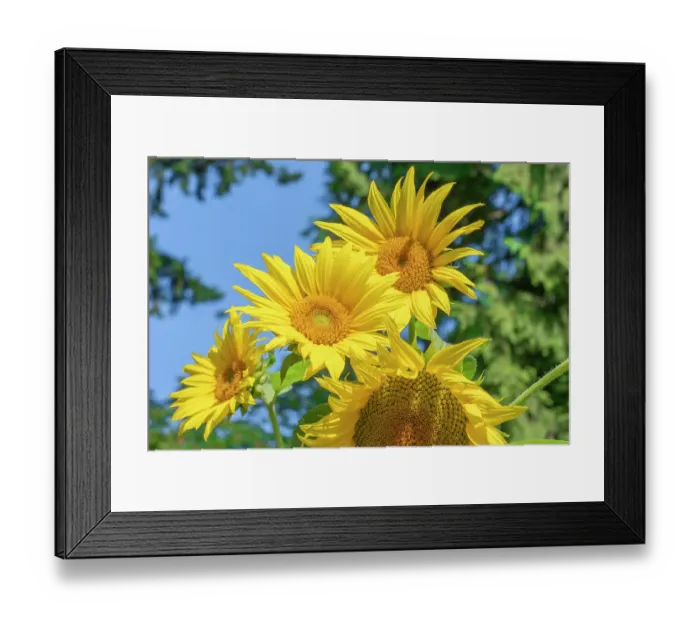 Framed Print : Issaquah, Washington State, USA. Dwarf sunflowers Framed Print : Issaquah, Washington State, USA. Dwarf sunflowers