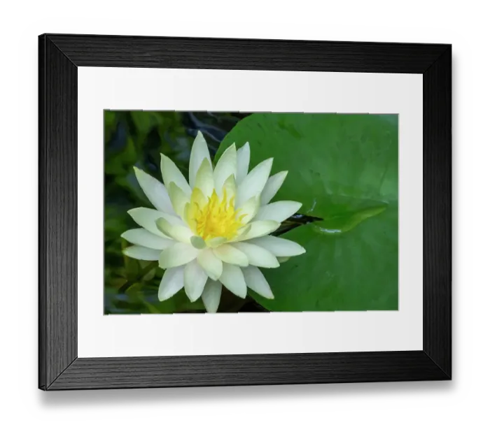 Framed Print : Issaquah, Washington State, USA. Fragrant water lily, Nymphaea odorata, considered a Class C noxious weed in this area Framed Print : Issaquah, Washington State, USA. Fragrant water lily, Nymphaea odorata, considered a Class C noxious weed in this area