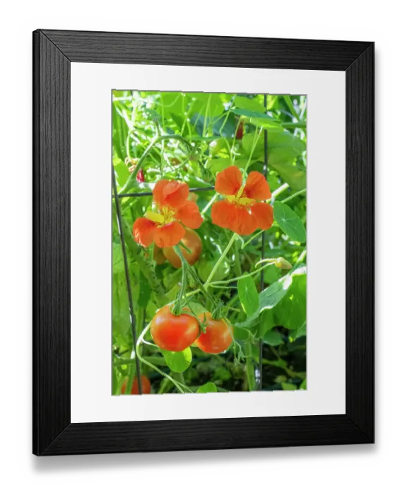 Framed Print : Issaquah, Washington State, USA. Nasturtium flowers growing as companion plants for sungold tomatoes