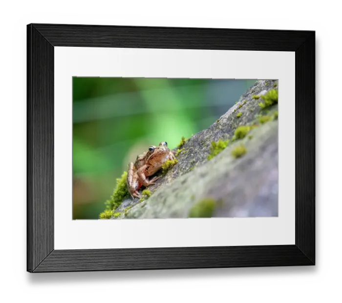 Framed Print : Issaquah, Washington State, USA. Pacific Tree Frog resting on a rock next to a pond Framed Print : Issaquah, Washington State, USA. Pacific Tree Frog resting on a rock next to a pond