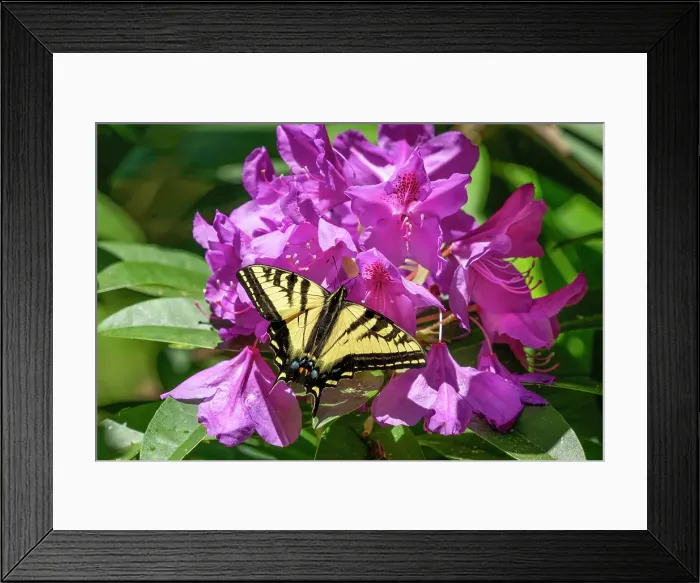 Framed Print : Issaquah, Washington State, USA. Western tiger swallowtail butterfly on a Pacific Rhododendron in bloom Framed Print : Issaquah, Washington State, USA. Western tiger swallowtail butterfly on a Pacific Rhododendron in bloom