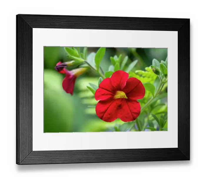Framed Print : Issaquah, Washington State, USA. Million Bells or Trailing Petunia or Calibrachoa Framed Print : Issaquah, Washington State, USA. Million Bells or Trailing Petunia or Calibrachoa