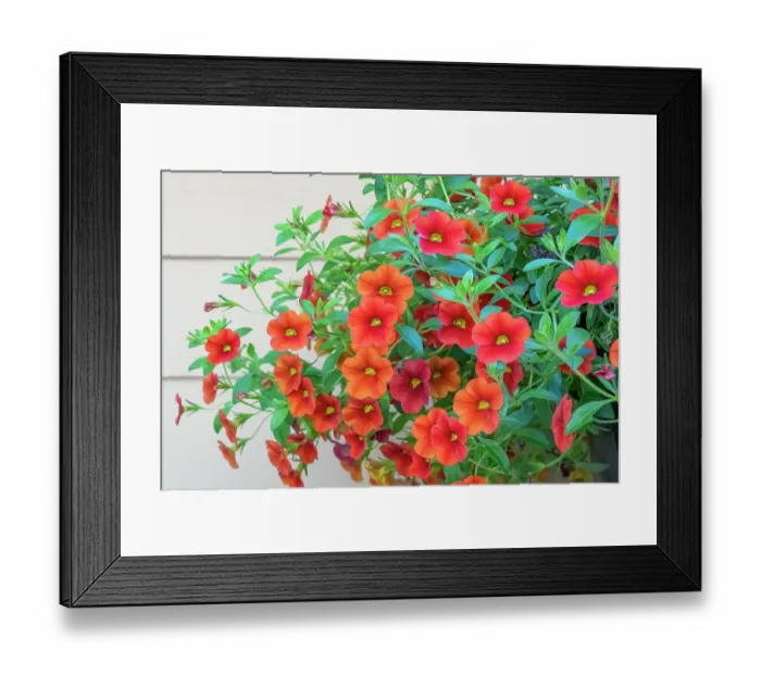 Framed Print : Issaquah, Washington State, USA. Hanging planter of Calibrachoa. They are herbaceous plants with woody shoot axis that grow annual or perennial