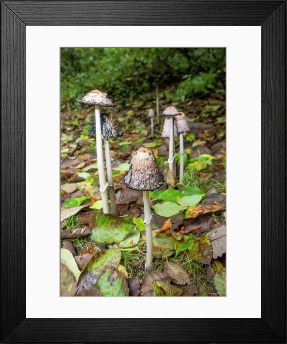 Framed Print : Issaquah, Washington State, USA. Shaggy mane edible mushrooms growing on a lawn. Also known as shaggy ink cap or lawyer's wig Framed Print : Issaquah, Washington State, USA. Shaggy mane edible mushrooms growing on a lawn. Also known as shaggy ink cap or lawyer's wig