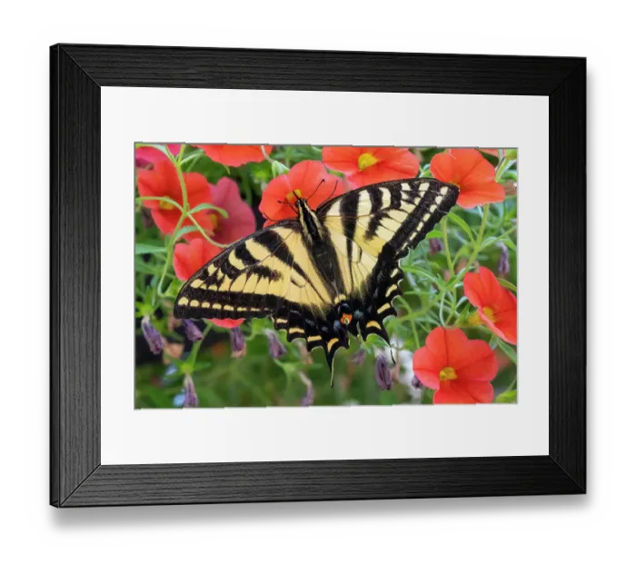 Framed Print : Issaquah, Washington State, USA. Western tiger swallowtail butterfly pollinating Million Bells or Trailing Petunia or Calibrachoa Framed Print : Issaquah, Washington State, USA. Western tiger swallowtail butterfly pollinating Million Bells or Trailing Petunia or Calibrachoa