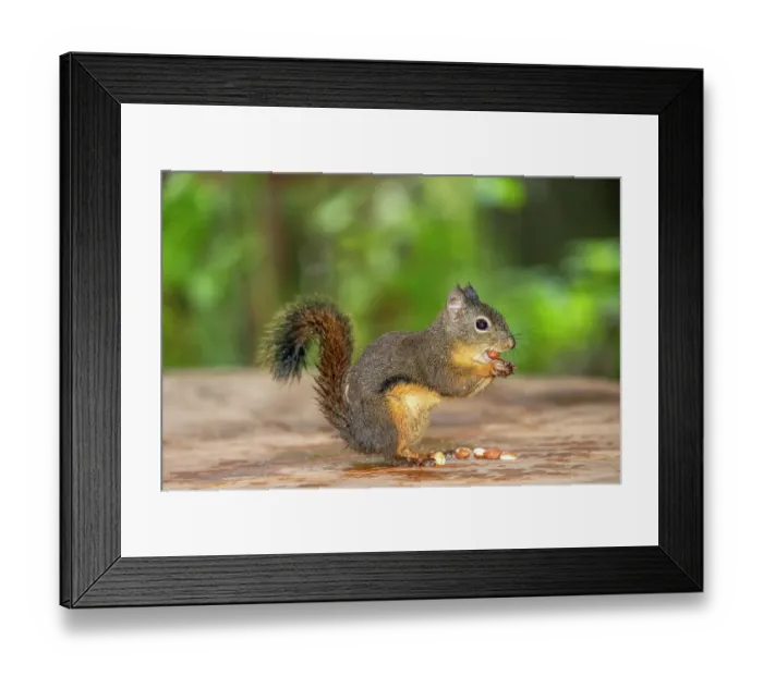 Framed Print : Issaquah, Washington State, USA. Wet Douglas squirrel stuffing multiple peanuts in its mouth Framed Print : Issaquah, Washington State, USA. Wet Douglas squirrel stuffing multiple peanuts in its mouth
