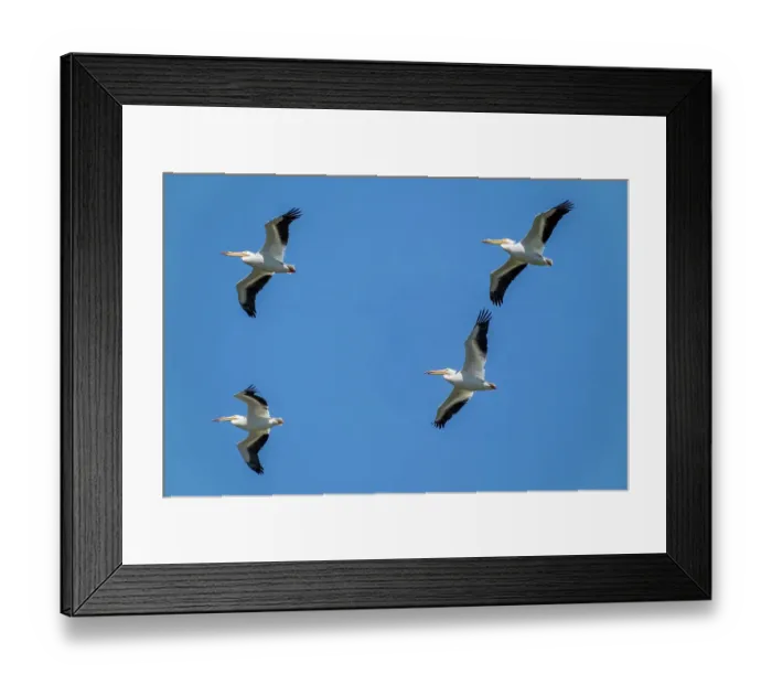 Framed Print : Ridgefield National Wildlife Refuge, Ridgefield, Washington State, USA. Flock of American white pelicans in flight Framed Print : Ridgefield National Wildlife Refuge, Ridgefield, Washington State, USA. Flock of American white pelicans in flight