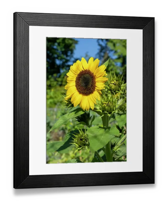 Framed Print : Issaquah, Washington State, USA. One open dwarf sunflower and several buds in a garden Framed Print : Issaquah, Washington State, USA. One open dwarf sunflower and several buds in a garden