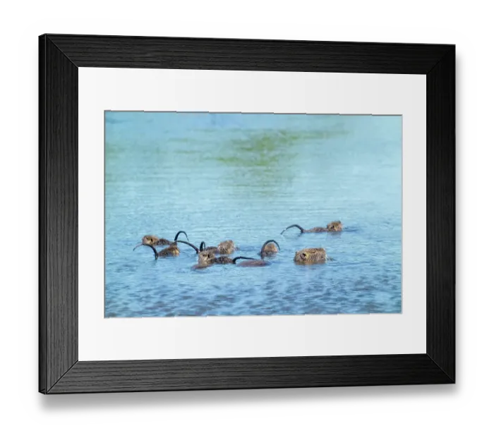 Framed Print : Ridgefield National Wildlife Refuge, Ridgefield, Washington State, USA. Mother and baby nutria with raised tails, swimming in a pond Framed Print : Ridgefield National Wildlife Refuge, Ridgefield, Washington State, USA. Mother and baby nutria with raised tails, swimming in a pond