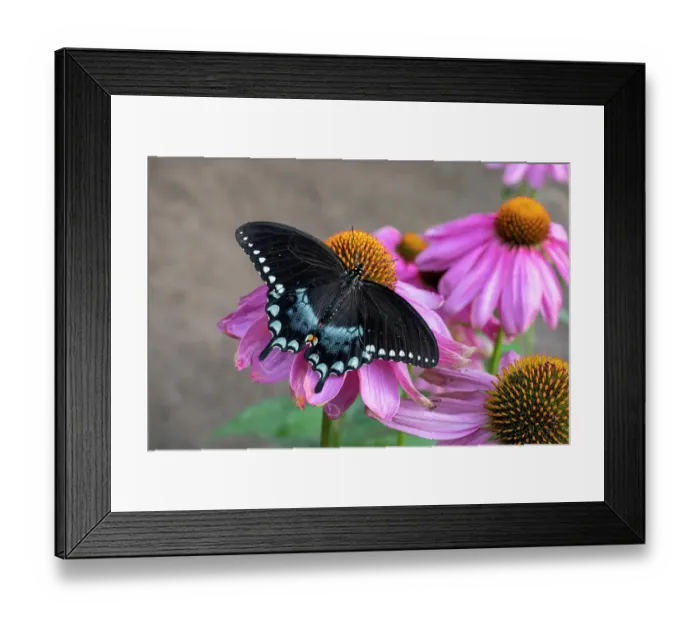 Framed Print : Woodland Park Zoo, Seattle, Washington State, USA. Spicebush butterfly on Coneflower Magnus flowers in the Butterfly House Framed Print : Woodland Park Zoo, Seattle, Washington State, USA. Spicebush butterfly on Coneflower Magnus flowers in the Butterfly House