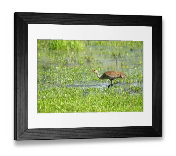 Framed Print : Ridgefield National Wildlife Refuge, Ridgefield, Washington State, USA. Sandhill Crane walking in a marsh Framed Print : Ridgefield National Wildlife Refuge, Ridgefield, Washington State, USA. Sandhill Crane walking in a marsh