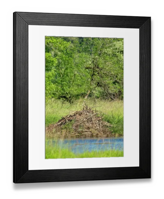 Framed Print : Ridgefield National Wildlife Refuge, Ridgefield, Washington State, USA. North American Beaver lodge in a pond Framed Print : Ridgefield National Wildlife Refuge, Ridgefield, Washington State, USA. North American Beaver lodge in a pond