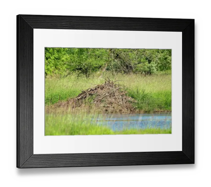 Framed Print : Ridgefield National Wildlife Refuge, Ridgefield, Washington State, USA. North American Beaver lodge in a pond Framed Print : Ridgefield National Wildlife Refuge, Ridgefield, Washington State, USA. North American Beaver lodge in a pond