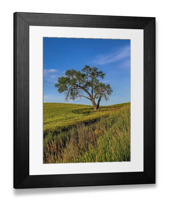 Framed Print : USA, Garfield, Washington State. Scenic field Framed Print : USA, Garfield, Washington State. Scenic field
