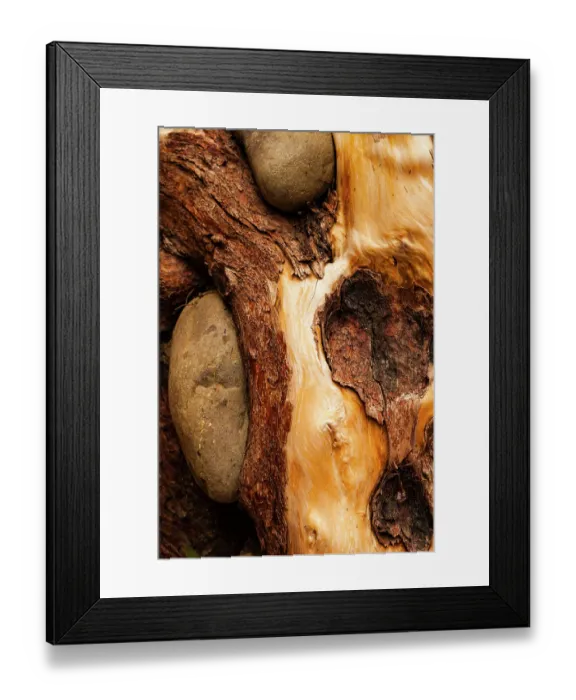 Framed Print : Beach stones embedded in driftwood, Rialto Beach, Olympic National Park, Mora, Washington State, USA Framed Print : Beach stones embedded in driftwood, Rialto Beach, Olympic National Park, Mora, Washington State, USA