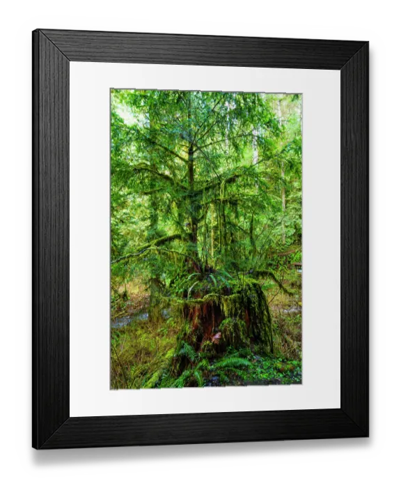 Framed Print : Nurse tree, Western red cedars growing out of old growth tree trunk, Little River Trail, Olympic National Park, Port Angeles, Washington State, USA Framed Print : Nurse tree, Western red cedars growing out of old growth tree trunk, Little River Trail, Olympic National Park, Port Angeles, Washington State, USA