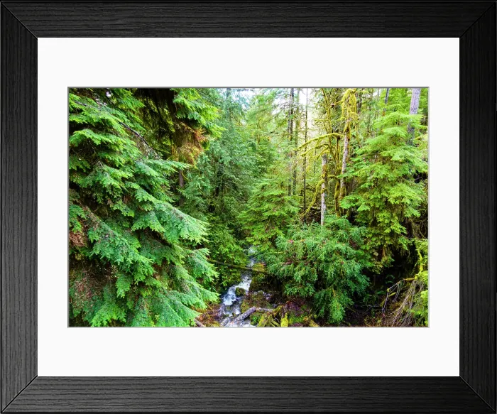 Framed Print : Little River, Olympic National Forest, Port Angeles, Washington State, USA