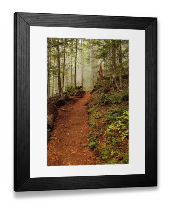 Framed Print : Hiking trail through thick forest with fog, Lake Angeles trail, Olympic National Park, Washington State, USA Framed Print : Hiking trail through thick forest with fog, Lake Angeles trail, Olympic National Park, Washington State, USA
