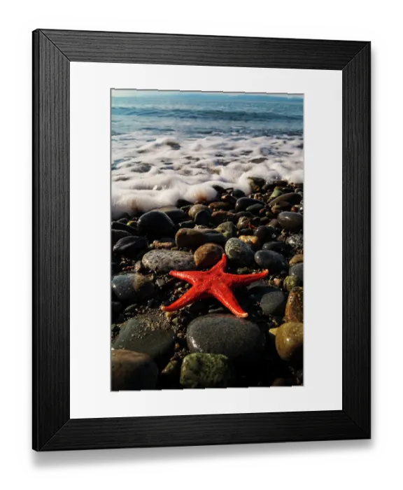 Framed Print : Blood star on beach, Salt Creek Recreational Area, Port Angeles, Washington State, USA Framed Print : Blood star on beach, Salt Creek Recreational Area, Port Angeles, Washington State, USA