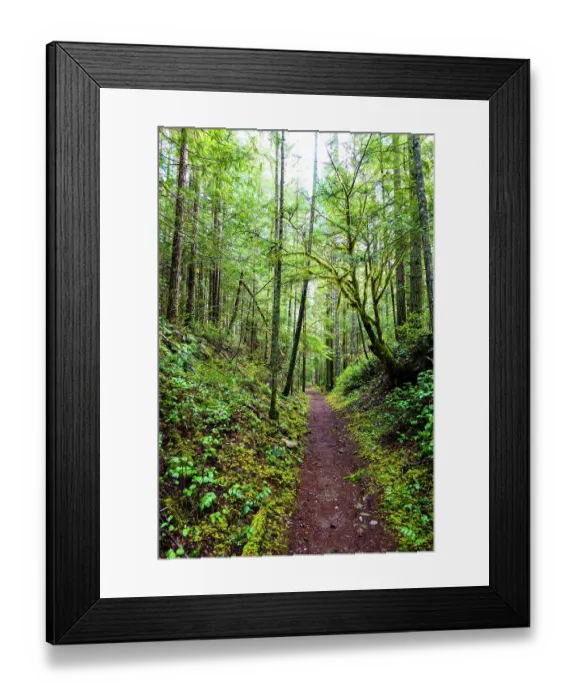 Framed Print : Hiking trail in forest, Little River Trail, Olympic National Forest, Port Angeles, Washington State, USA