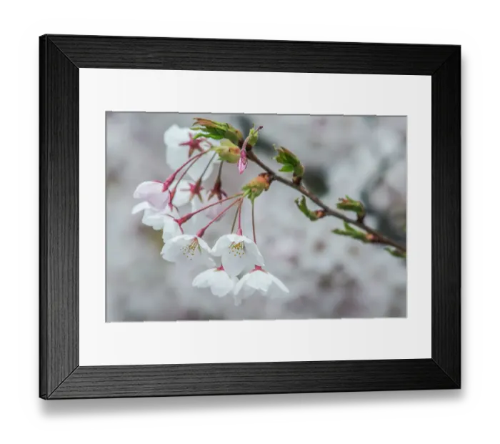 Framed Print : Washington State, Bellevue. Cherry blossoms Framed Print : Washington State, Bellevue. Cherry blossoms